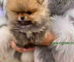 Pomeranci u Pom Hash Starsu dostupni - 6