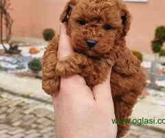 Na prodaju Mini i Toj pudlice - 6