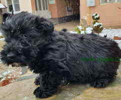 Stenci SKOTSKOG TERIJERA, oba pola - 6