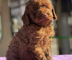 U ponudi TOY crvene I čokoladne PUDLE - 6