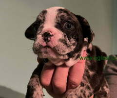 Na prodaju stenci FRANCUSKOG BULDOGA , egzoticnih boja (merle blue) - 6