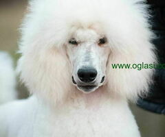 Mužjak Kraljevske – standard PUDLE - 6