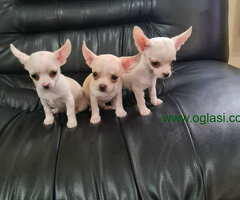 Mikro CIVAVE spremne za preuzimanje - 6