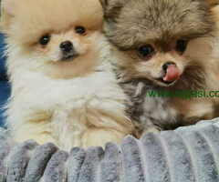 POMERANAC BOO ŠTENCI NA PRODAJU - 6