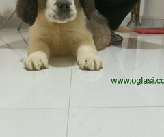 Stenci BERNARDINCA,   ostenjeni 4. decembra 2022. - 6