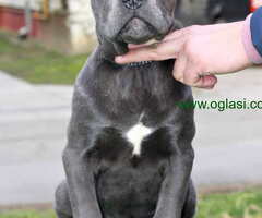 Stenci CANE CORSO od vrhunskih roditelja,