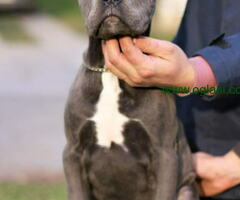 Stenci CANE CORSO od vrhunskih roditelja,