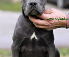 Stenci CANE CORSO od vrhunskih roditelja,