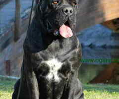 Stenci CANE CORSO od vrhunskih roditelja,