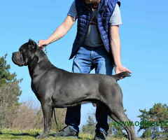 Stenci CANE CORSO od vrhunskih roditelja,