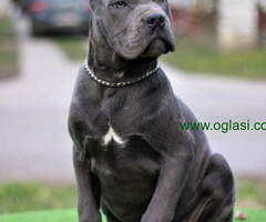 Stenci CANE CORSO od vrhunskih roditelja, - 6