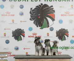 Odgajivacnica PATULJASTIH SNAUCERA  Biber so - 6