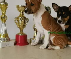 BASENJI STENCI, izuzetno kvalitetni, rusko-cesko porekl - 6