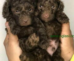 Braon-čokoladne TOY pudle - 6