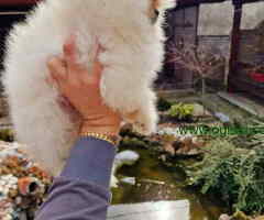 Pomeranci u Pom Hash Starsu dostupni - 6