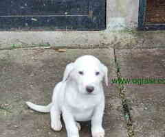 Na prodaju dve zenke srednjoazijskog ovcara - AZIJAT - 6