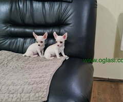 Mikro CIVAVE spremne za preuzimanje - 6