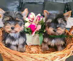 Mini Joksirski Terijer spremni za preuzimanje - 6