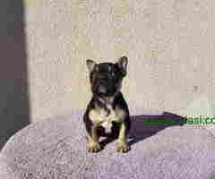 Dostupna zenkica FRANCUSKOG BULDOGA   black&tan