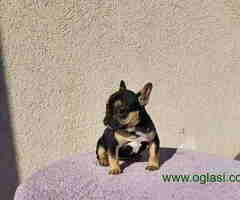 Dostupna zenkica FRANCUSKOG BULDOGA   black&tan
