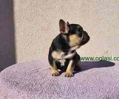Dostupna zenkica FRANCUSKOG BULDOGA   black&tan
