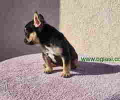 Dostupna zenkica FRANCUSKOG BULDOGA   black&tan
