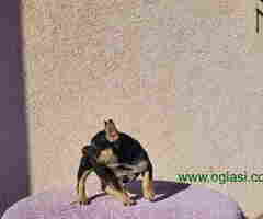 Dostupna zenkica FRANCUSKOG BULDOGA   black&tan