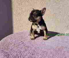 Dostupna zenkica FRANCUSKOG BULDOGA   black&tan - 6