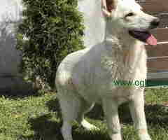 Beli Švajcarski ovčar štenci - 6