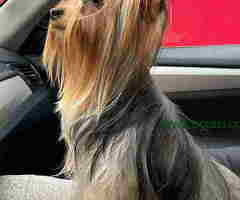 Na prodaju stenad YORK terijera - 6