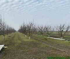 Plac od 135 ari sa montažnom kućom – sa 250 šljive stare 10 god u Ugrinovcima/Bg - 6