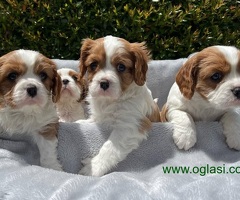 Prekrasni štenci Cavalier King Charles Spaniela
