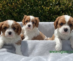Prekrasni štenci Cavalier King Charles Spaniela