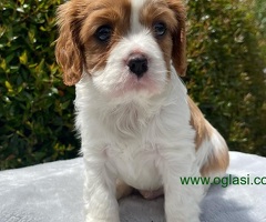 Prekrasni štenci Cavalier King Charles Spaniela