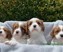 Prekrasni štenci Cavalier King Charles Spaniela