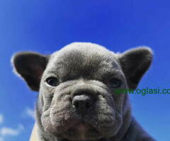 Stenci Francuskog Bulldoga  Fluffy l4 + Cream Carrier