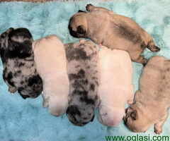 Stenci Francuskog Bulldoga  Fluffy l4 + Cream Carrier
