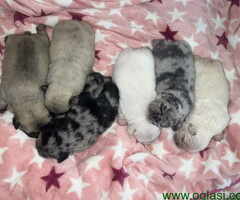 Stenci Francuskog Bulldoga  Fluffy l4 + Cream Carrier