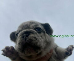 Stenci Francuskog Bulldoga  Fluffy l4 + Cream Carrier