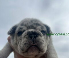 Stenci Francuskog Bulldoga  Fluffy l4 + Cream Carrier