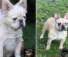 Stenci Francuskog Bulldoga  Fluffy l4 + Cream Carrier - 6