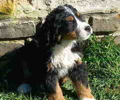 Na prodaju prelepi trikolor stenci BERNSKOG PLANINSKOG PSA - 6