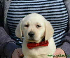LABRADOR RETRIVER vrhunskog porekla