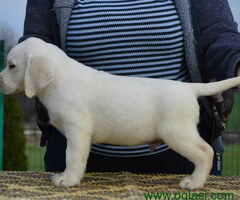 LABRADOR RETRIVER vrhunskog porekla