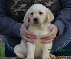 LABRADOR RETRIVER vrhunskog porekla