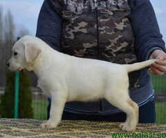 LABRADOR RETRIVER vrhunskog porekla