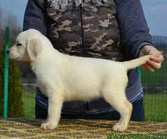 LABRADOR RETRIVER vrhunskog porekla - 6