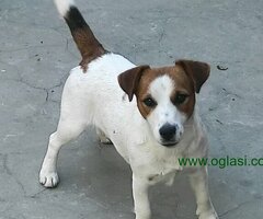 Džek Rasel Terijer štenci Na prodaju štenci - 6