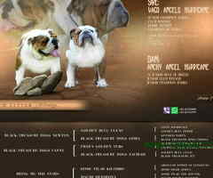 ENGLESKI BULDOG -2 vrhunska muska steneta