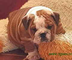 ENGLESKI BULDOG -2 vrhunska muska steneta - 6